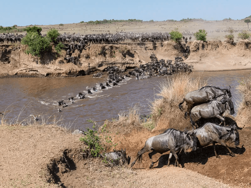 Great Migration Luxury Safari