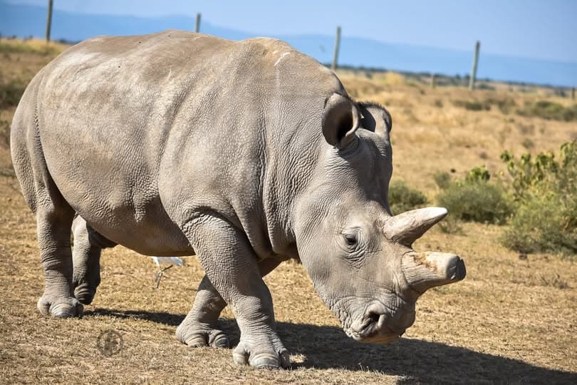 Northern White Rhino Encounter - View 2