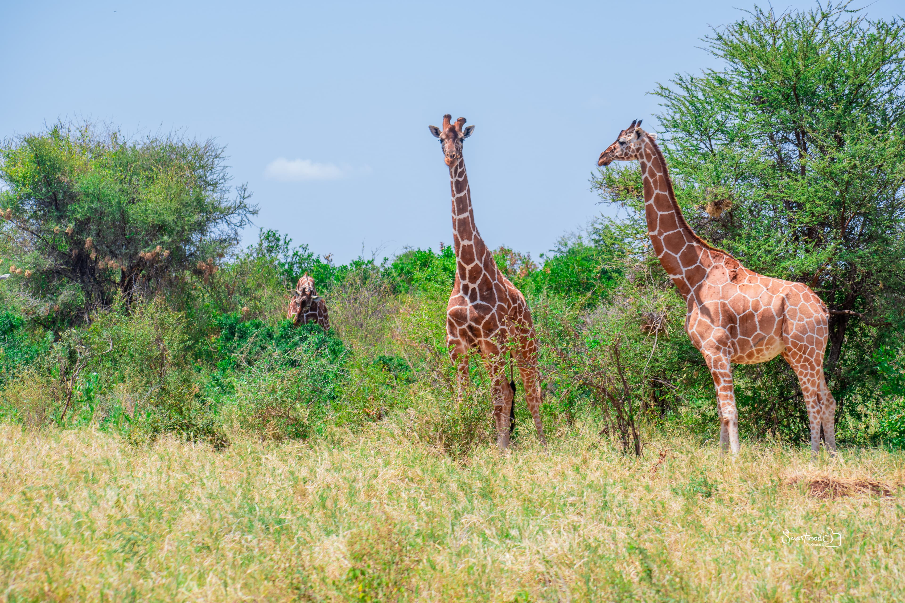 Samburu Warrior Heritage Experience - View 2