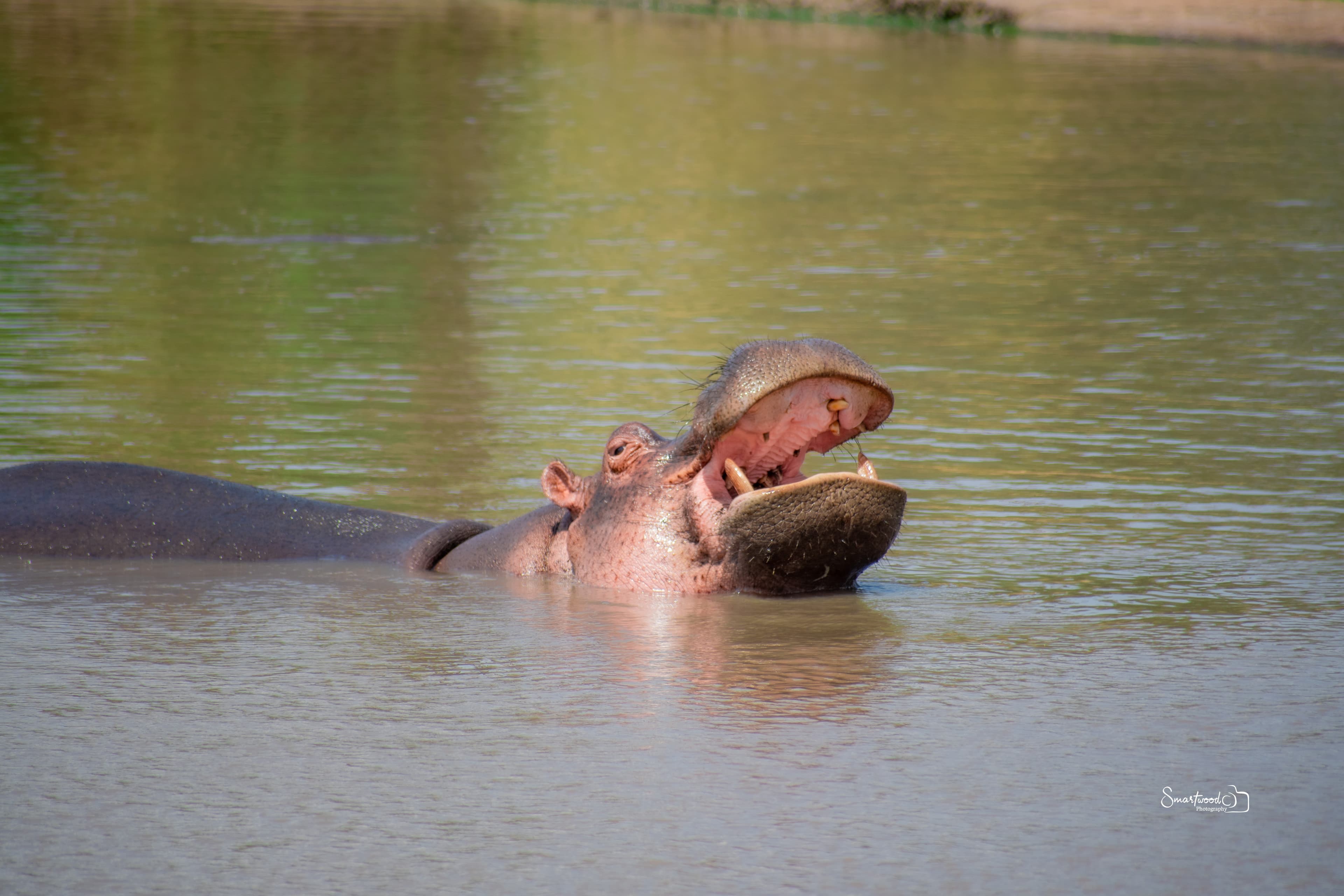 3-Day Meru National Park Safari Package - View 6