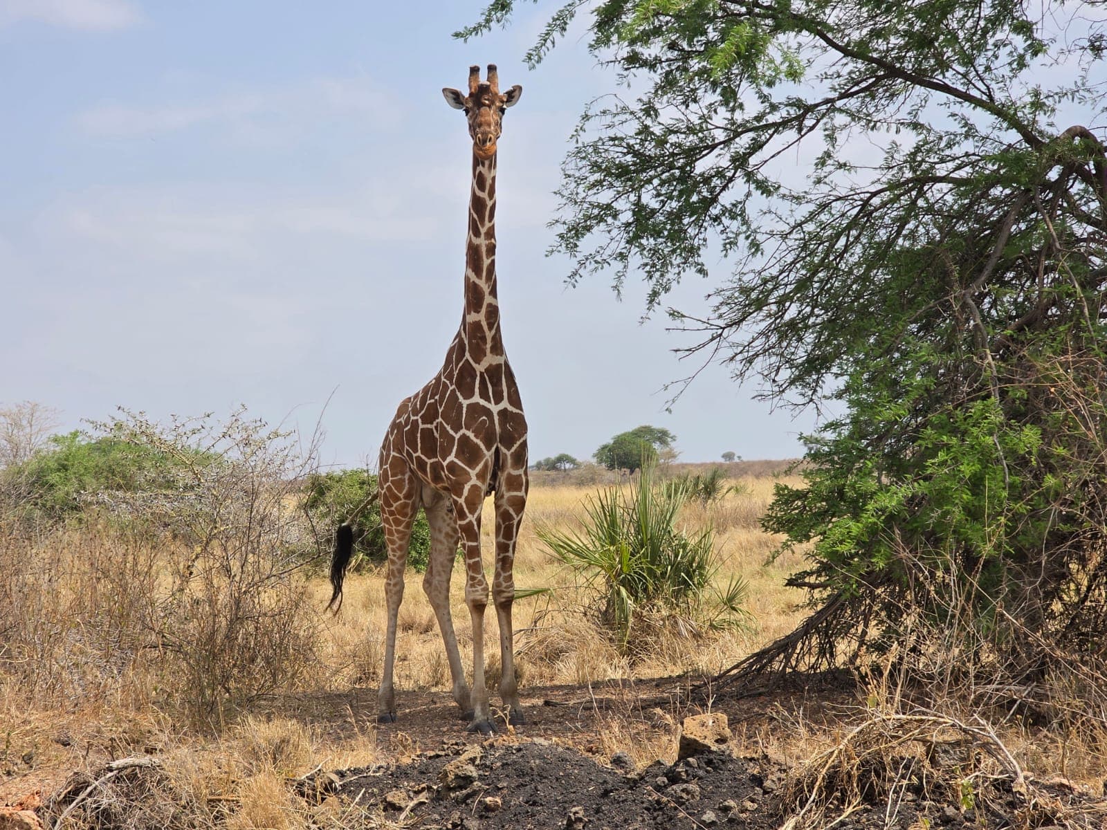 Where Legends Roam: The Ultimate Meru Wilderness Safari - View 5