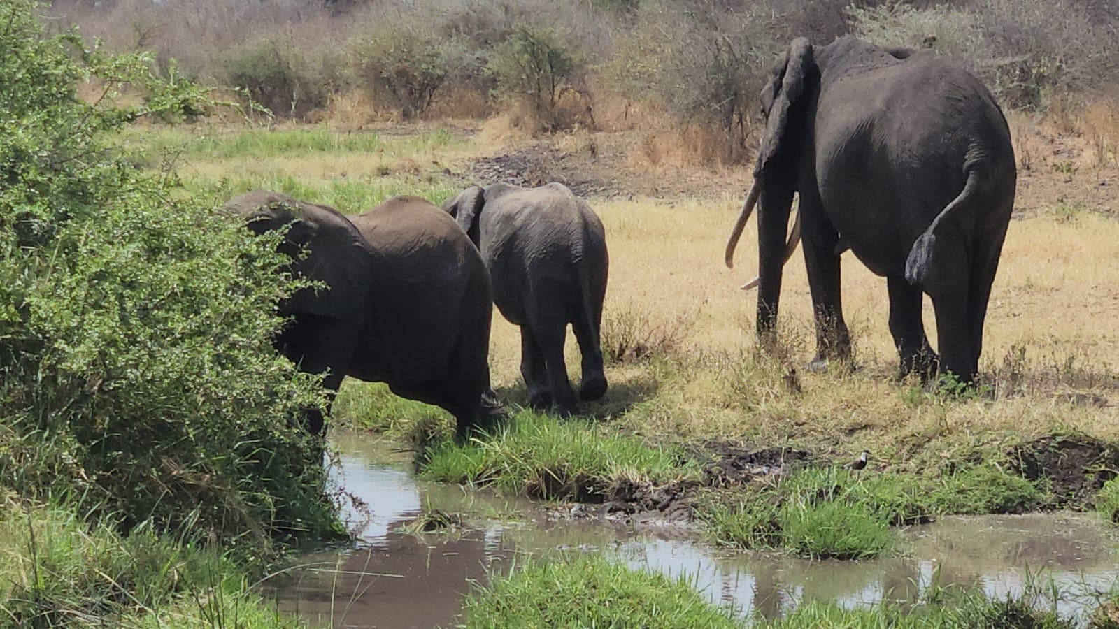 Where Legends Roam: The Ultimate Meru Wilderness Safari - View 2