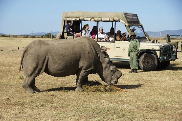 Northern White Rhino Encounter