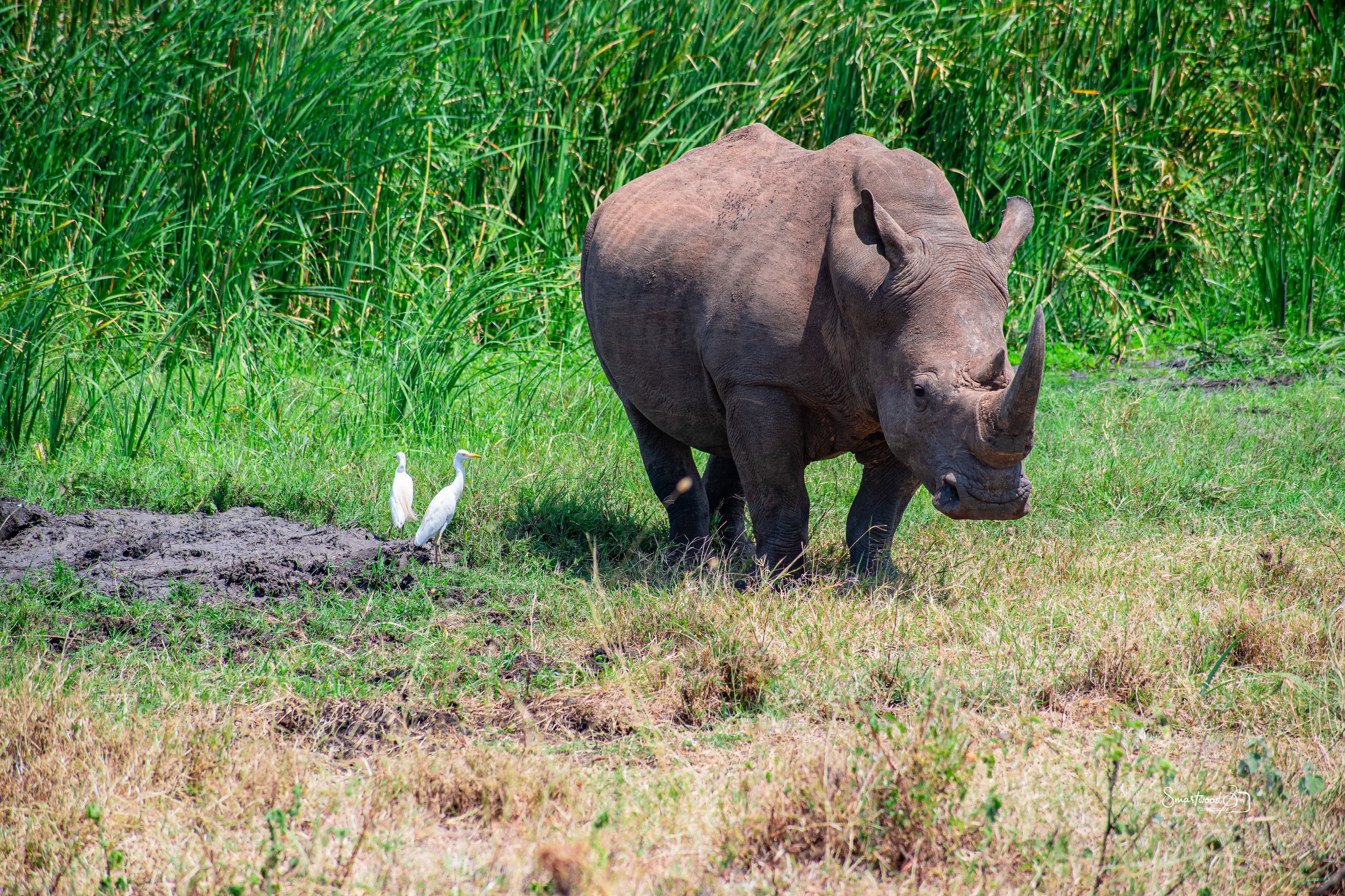 3-Day Meru National Park Safari Package - View 4