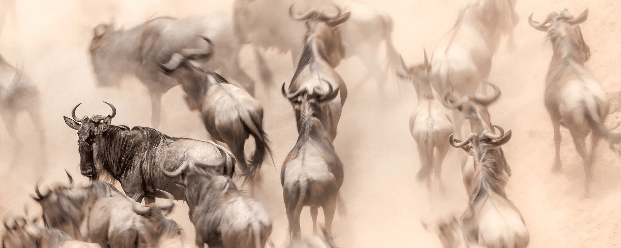 Great Migration Luxury Safari - View 2