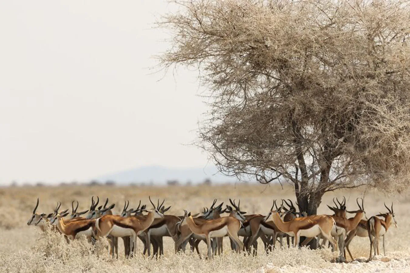 Best of Northern Kenya – Aberdare Park, Samburu Park & Ol Pejeta Adventure